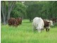 Lot 10 Frames Lane, Blackall QLD 4472