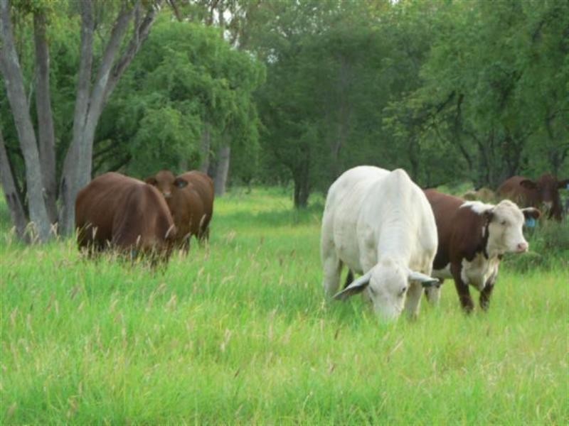 Lot 10 Frames Lane, Blackall QLD 4472