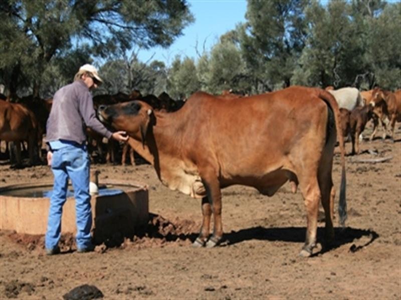 L1 and L4 “Potosi”, Muttaburra QLD 4732