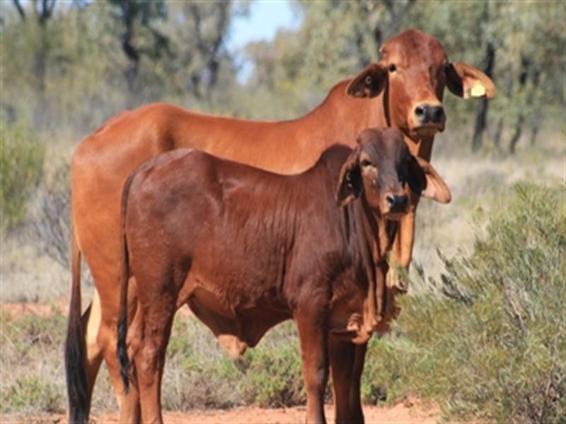 L1 and L4 “Potosi”, Muttaburra QLD 4732
