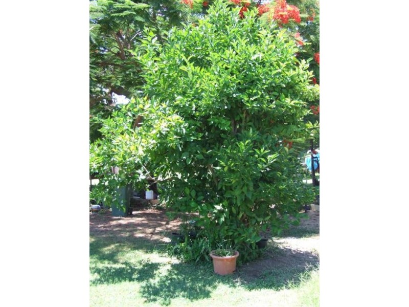 11 St Mary, Isisford QLD 4731