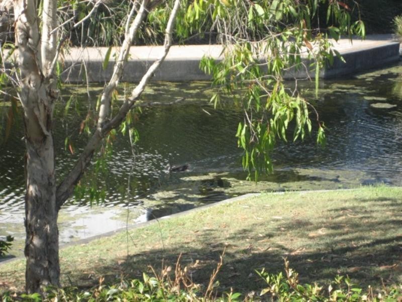 16 Riverwalk Avenue, Robina QLD 4226