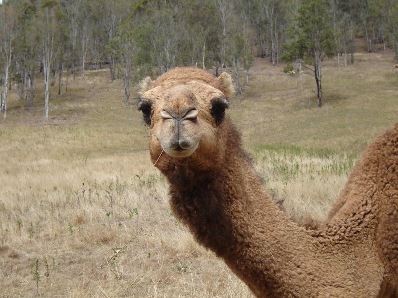 Delaneys Creek QLD 4514