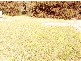 Lot 9 10 West Beach Road, Corny Point SA 5575