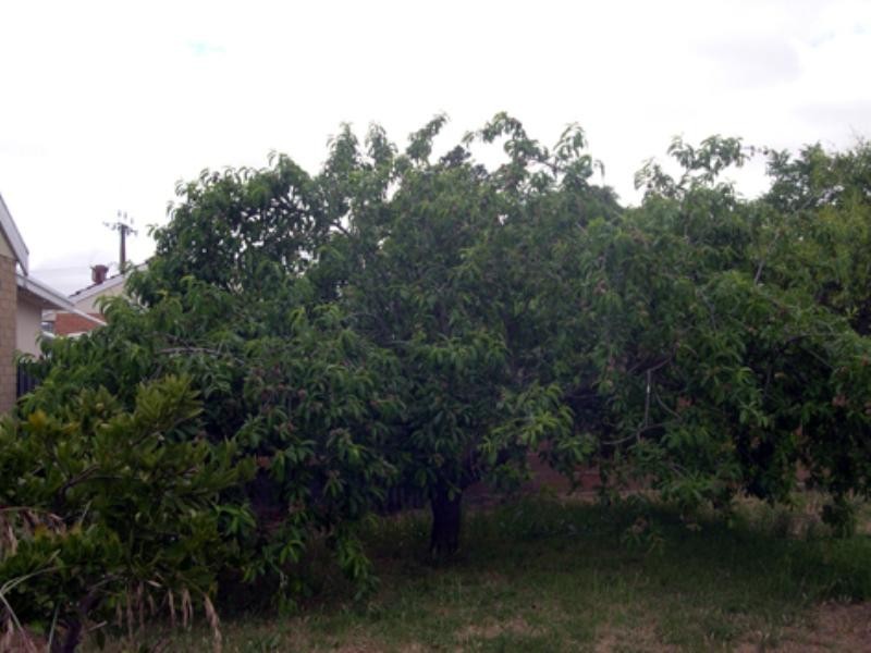 33 North Terrace, Maitland SA 5573