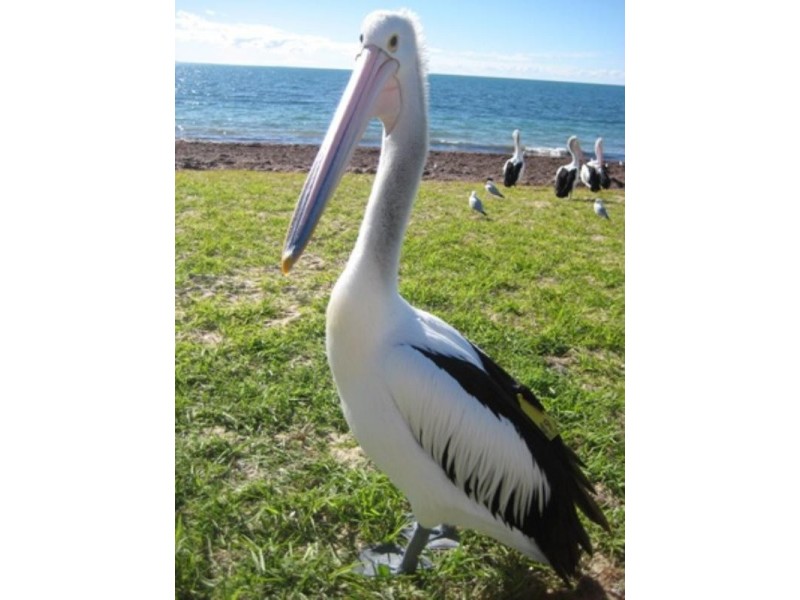 59 Black Point Drive, Black Point SA 5571