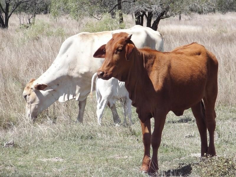 65946 Bruce Highway, Canoona QLD 4702