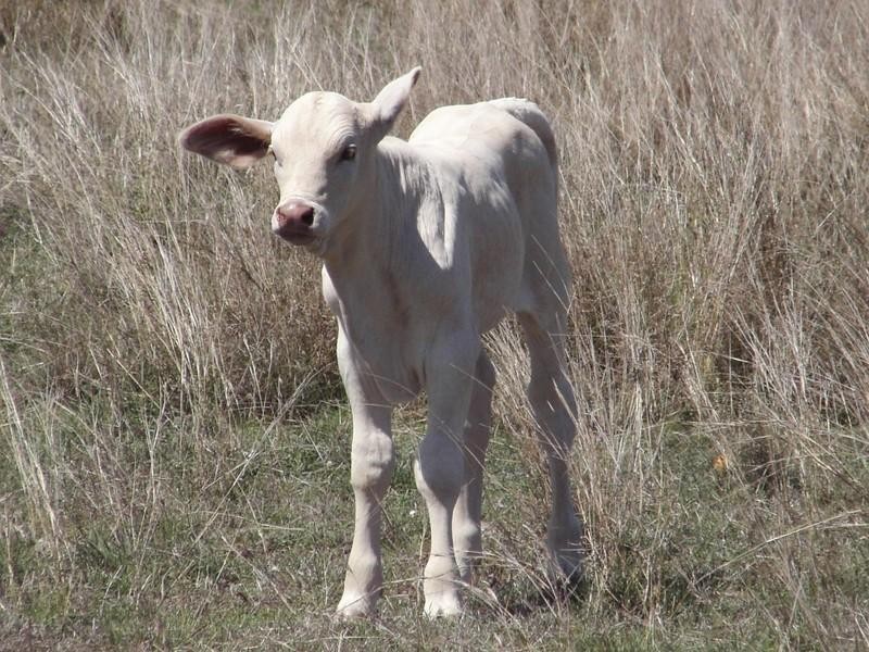 65946 Bruce Highway, Canoona QLD 4702