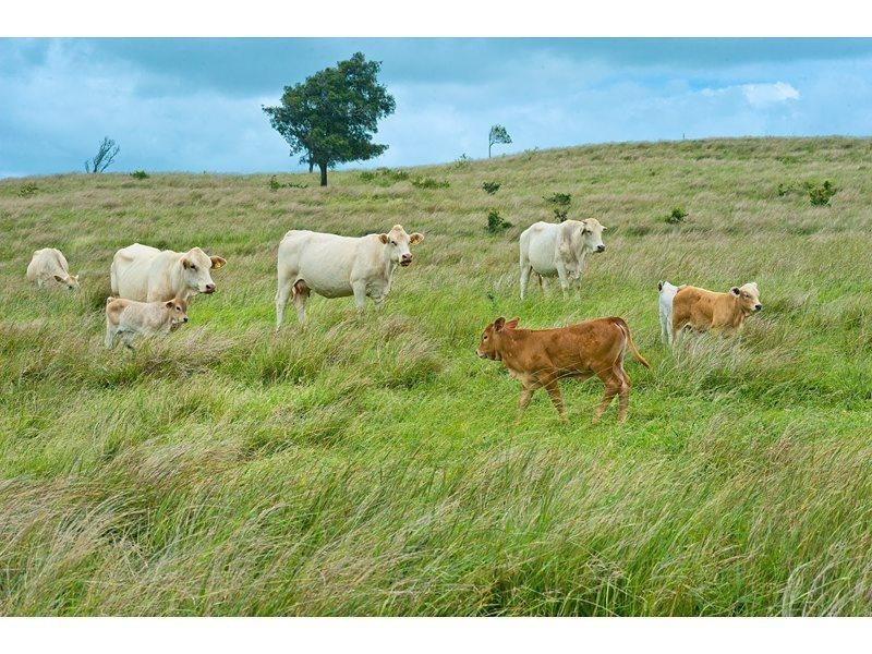 455 Rossmoya Road, Wattlebank QLD 4704