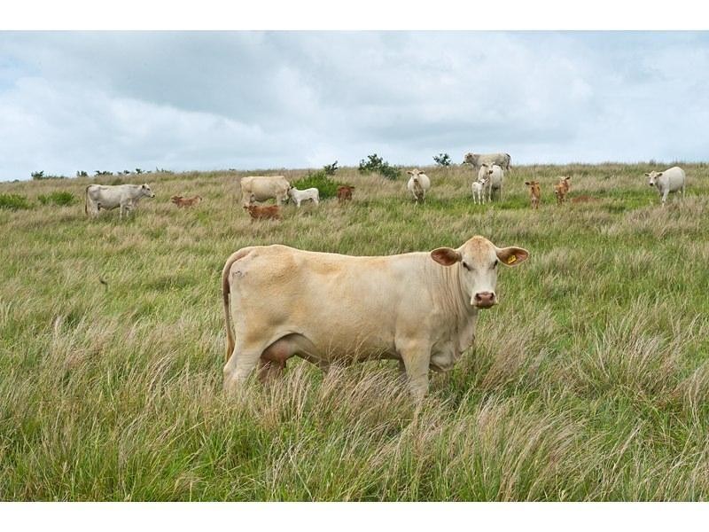 455 Rossmoya Road, Wattlebank QLD 4704