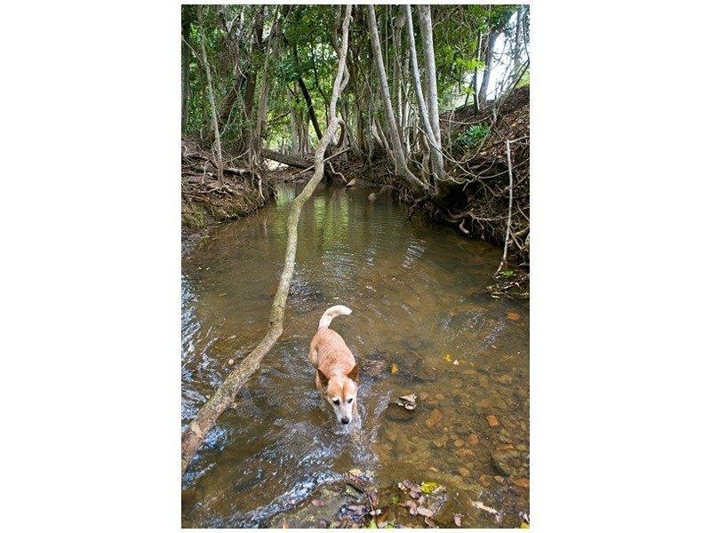 455 Rossmoya Road, Wattlebank QLD 4704