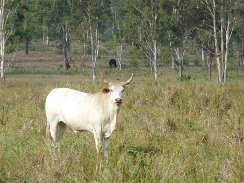 59 Venture Road, Mount Chalmers QLD 4702