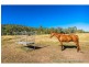 586 Cawarral Road, Cawarral QLD 4702