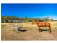586 Cawarral Road, Cawarral QLD 4702