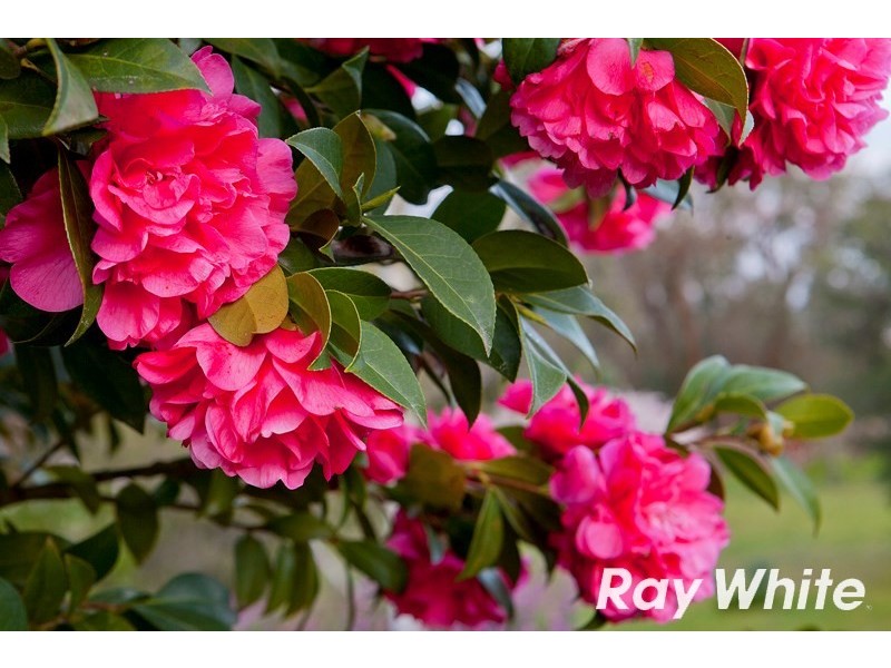 14 Nirvana Close, Langwarrin South VIC 3911