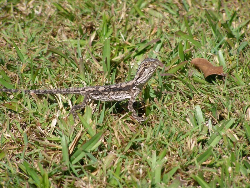 53 Pikett Street, Clontarf QLD 4019