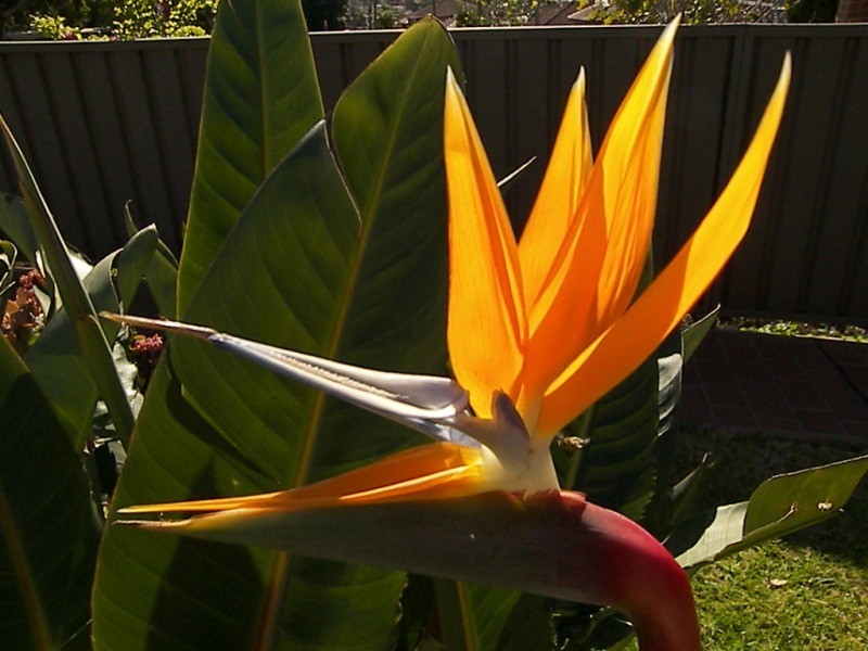 29 Fairfax Road, Warrawong NSW 2502