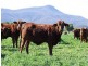 Narrabri NSW 2390
