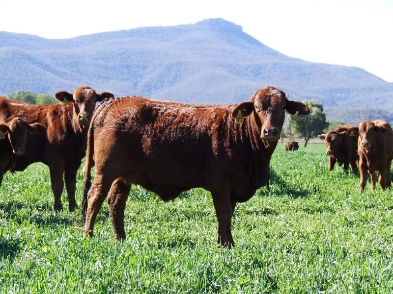 Narrabri NSW 2390