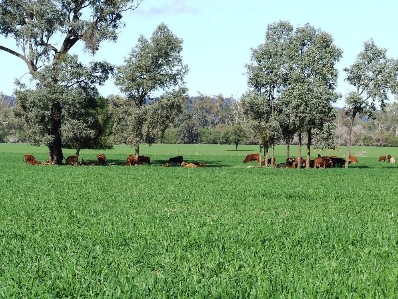 Narrabri NSW 2390