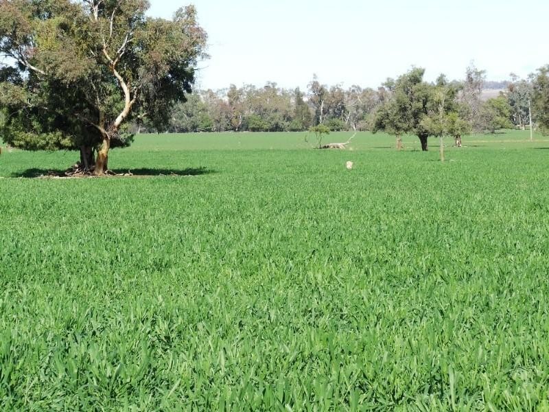 Narrabri NSW 2390