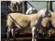 Narrabri NSW 2390
