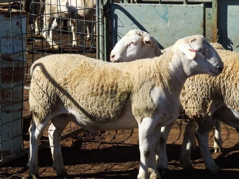 Narrabri NSW 2390