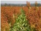 Narrabri NSW 2390