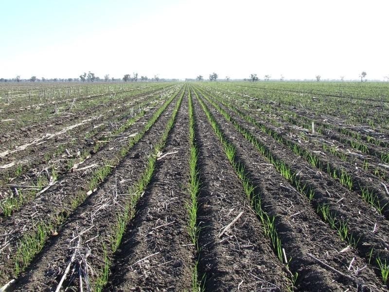 6 Spongs Lane, Burren Junction NSW 2386