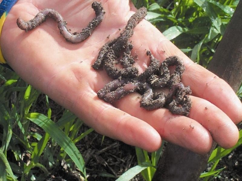 - Warren Quambone Road, Warren NSW 2824