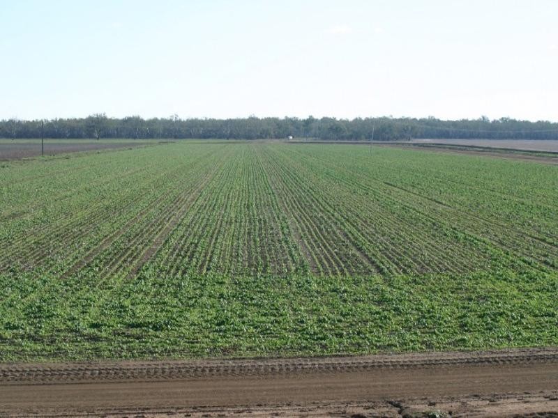 - Warren Quambone Road, Warren NSW 2824