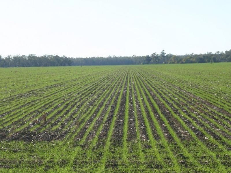 - Warren Quambone Road, Warren NSW 2824