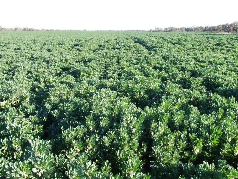 - Rowena Road, Collarenebri NSW 2833