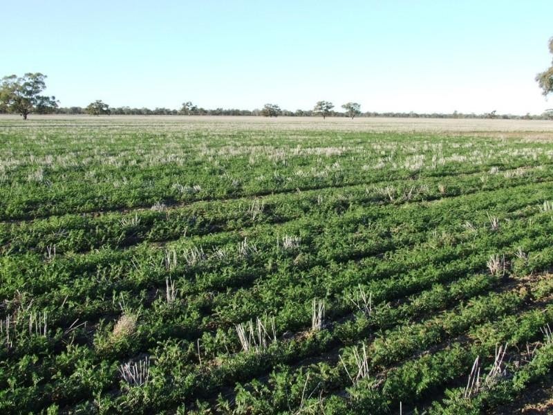 - Rowena Road, Collarenebri NSW 2833