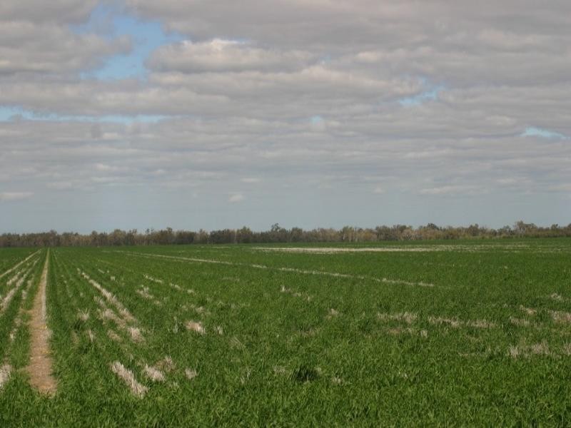  Rowena Road, Collarenebri NSW 2833 the real estate agency Withdrawn