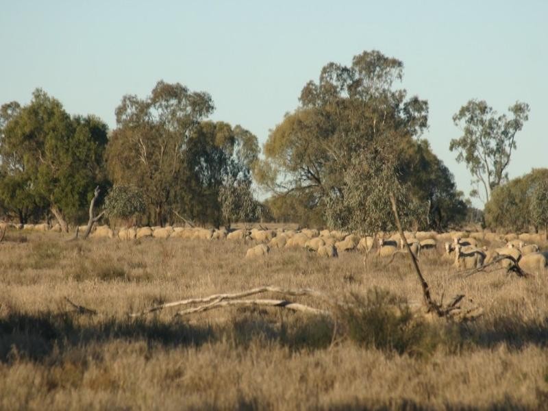 - Rowena Road, Collarenebri NSW 2833