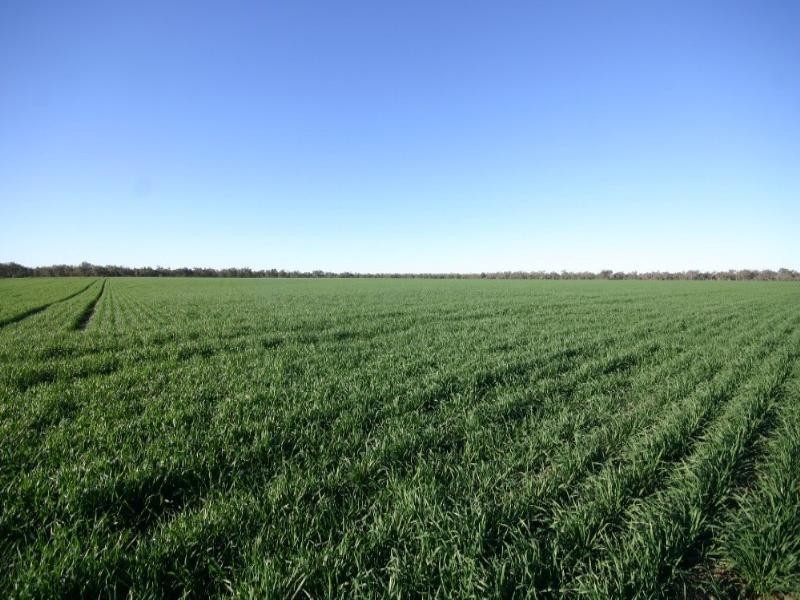 - Rowena Road, Collarenebri NSW 2833