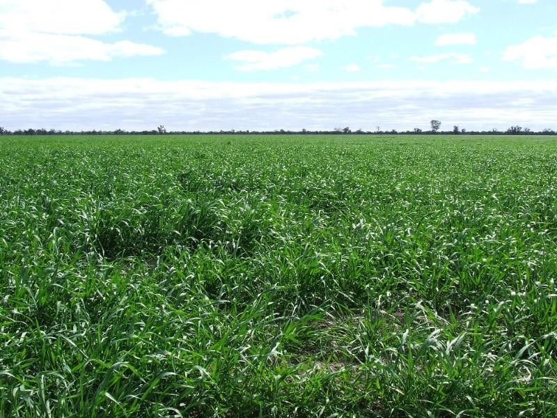 - Rowena Road, Collarenebri NSW 2833