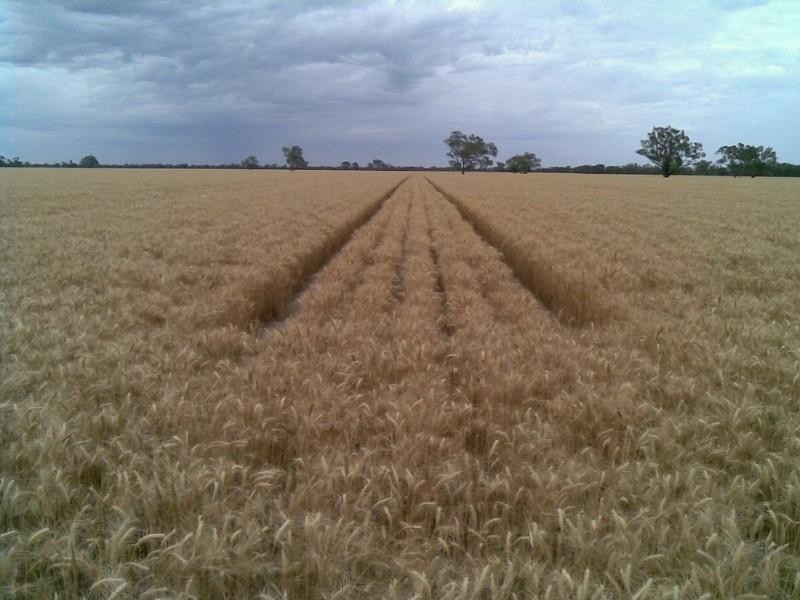 - Rowena Road, Collarenebri NSW 2833