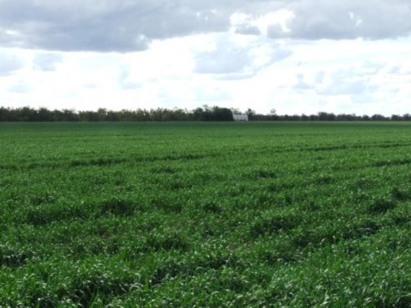 “Meeleebee” Talmoi Road, Garah NSW 2405