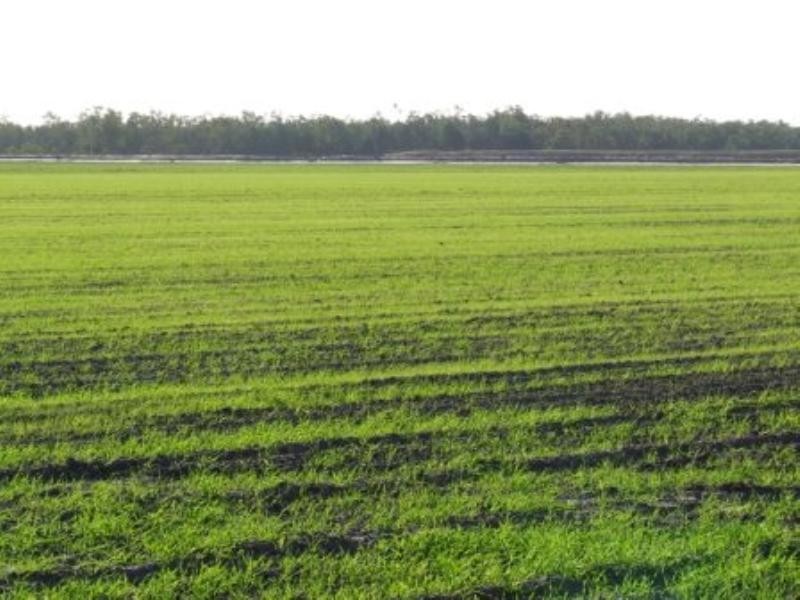 “Tharlane” 84 Tharlane Road, Wee Waa NSW 2388