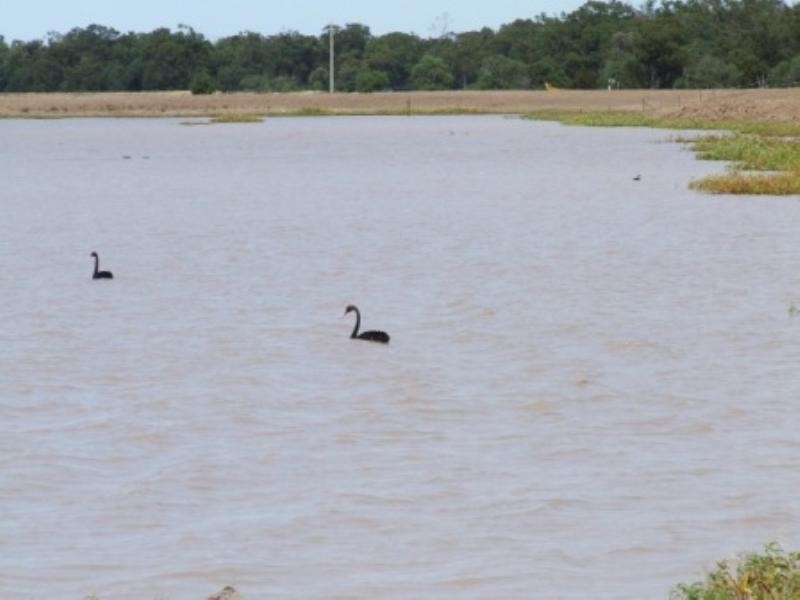 “Tharlane” 84 Tharlane Road, Wee Waa NSW 2388