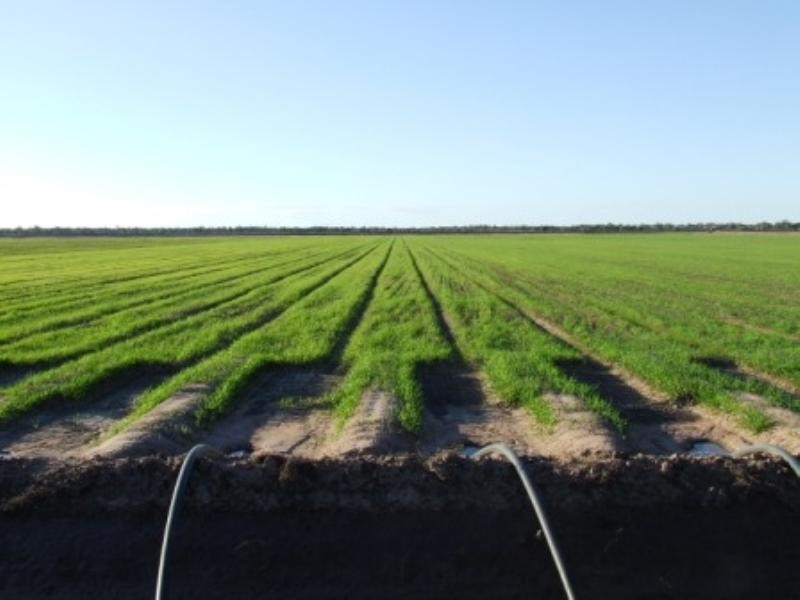 “Tharlane” 84 Tharlane Road, Wee Waa NSW 2388