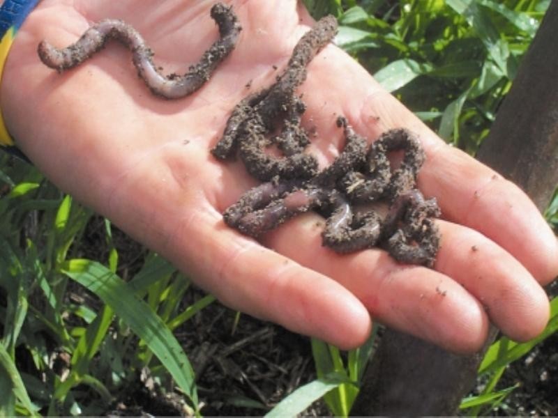 “Jedburgh” and “Drungalear”, Warren NSW 2824