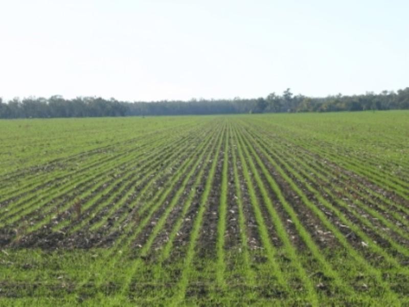 “Jedburgh” and “Drungalear”, Warren NSW 2824