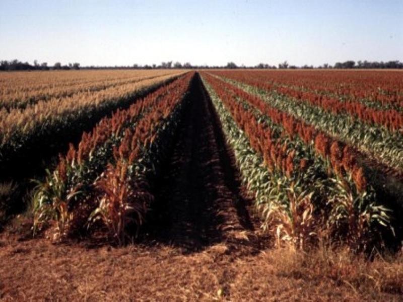 “Jedburgh” and “Drungalear”, Warren NSW 2824