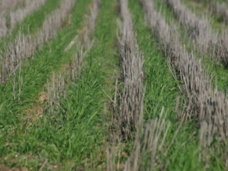“Jedburgh” and “Drungalear”, Warren NSW 2824