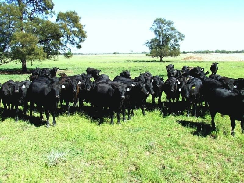 ‘Dalwood’ Stumpy Lane, Wee Waa NSW 2388