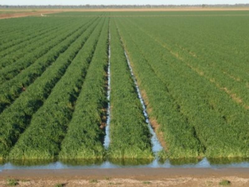 “Nithsdale” Yarraldool Road, Walgett NSW 2832