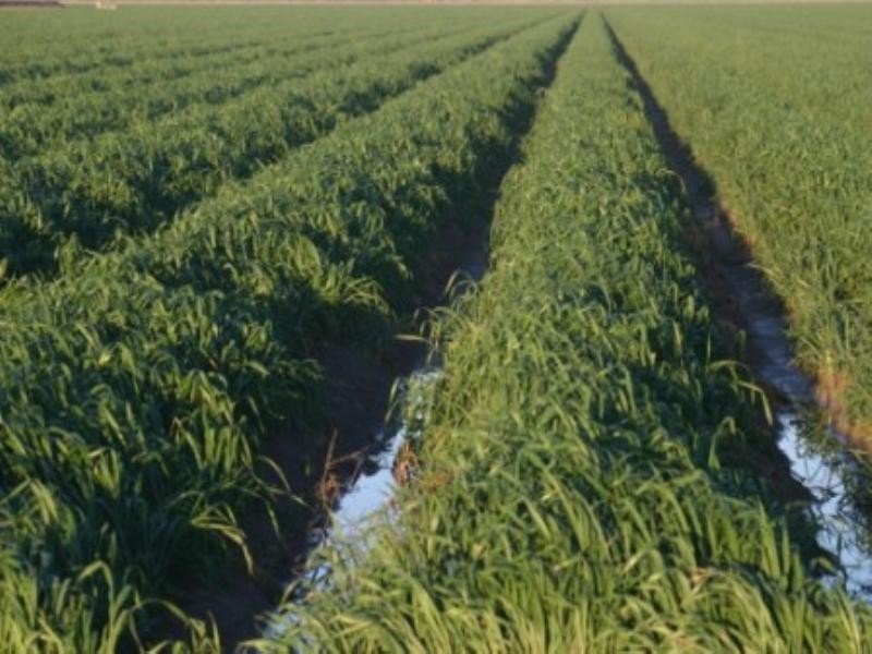 “Nithsdale” Yarraldool Road, Walgett NSW 2832